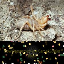 Here is a letter we received last year that this image was widely circulated on the internet. How Dangerous Is A Camel Spider Bite Online Pest Control