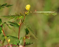 Image result for Chamaecrista paralias