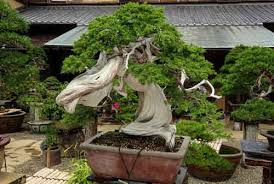 10 Pohon Bonsai Termahal Di Dunia Yang Indah Unik Dan Langka