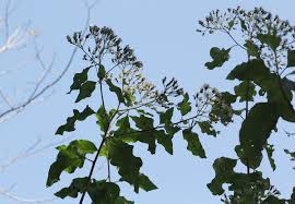 Image result for Vernonia colorata