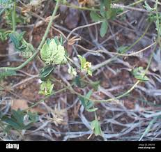 Image result for Dalechampia capensis