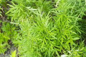 There are limited studies on the use of artemisia or it compounds for other conditions. Bylica Roczna Malo Znane Ziele W Walce Z Chorobami Viva Ziola Ogolnopolski Magazyn O Ziolach