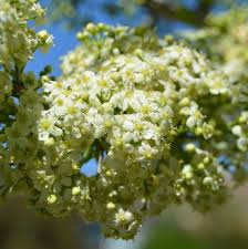 Image result for Gymnosporia glaucophylla