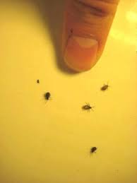 Brown Reddish Bugs In Kitchen Cupboards Kitchen Cabinets Flat Panel Cabinets Kitchen Cupboards