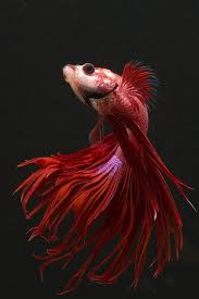 Crown Tail Siamese Fighting Fish Beautiful Fish Betta Fish