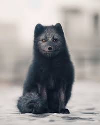 A Blue Arctic Fox Svalbard And Jan Mayen Norway Https Ift Tt 2xxbzly Animals Arctic Fox Pet Fox