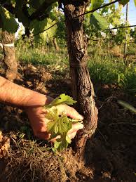Fin De L Epamprage Ce Matin Dans Les Vignes L Epamprage Consiste A Debarrasser Un Cep De Vigne Des Pampres Un Rameau Non Fru Cep De Vigne Porte Greffe Raisin