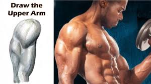 How To Draw The Upper Arm Biceps Triceps Deltoids Step By Step Youtube Learn how to draw and sketch from video then along the way down we have bicep from the front side of the body (from the side view) then. how to draw the upper arm biceps triceps deltoids step by step