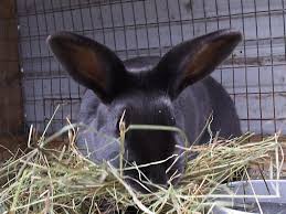 Breeding Schedules Rise And Shine Rabbitry