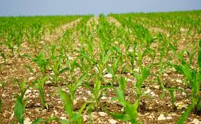 Последние твиты от agricultura (@agriculturafm). Evolucion De La Agricultura