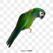Loro Verde Aves Elementos De Aves Clipart De Loro Elemento Pico Png Y Psd Para Descargar Gratis Pngtree Green Parrot Bird Bird Clipart Watercolor Parrot