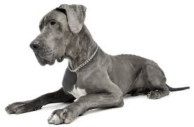 Find the perfect great dane puppy for sale in florida, fl at puppyfind.com. Great Dane Puppies For Sale In Colorado Adoptapet Com