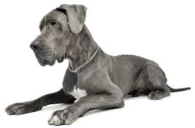 Great Dane Puppies For Sale In Colorado Adoptapet Com