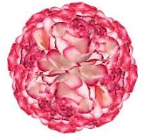 Amazon.com: GlobalRose 200 Rosas Rosas Pálidas Frescas ...