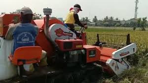 Pelatihan bawang merah oleh bi prov kaltara. Gandeng Bptp Jakarta Icm Adakan Pelatihan Urban Farming