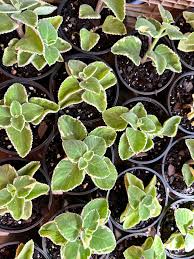 Image result for Coleus amboinicus