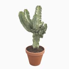 Image result for Euphorbia fortissima