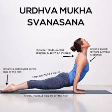How To Do The Urdhva Mukha Svanasana And What Are Its Benefits Yoga Backbend Yoga Benefits Yoga For Beginners