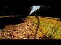 What Is The Fastest Snake In The World Cobras Org Wildlife Photography Snake Black Mamba