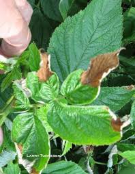 Image result for Raspberry spur blight