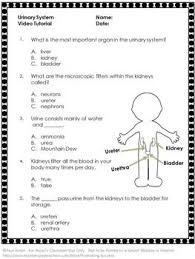Urinary System Free Video And Worksheet Science Human Body Biology Body Systems Worksheets Human Body Systems Human Body Biology