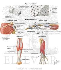 Next on tendons recovery and injuries. Tendon Anatomy