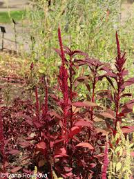 Image result for Amaranthus hybridus