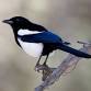Lafayette Birds! First Sunday Bird Watching — Boulder County Audubon