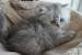 Chinchilla Cat Short Hair
