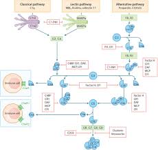 Image result for Complement Pathway