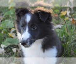 See more ideas about puppies, sheltie dogs, sheltie. View Ad Shetland Sheepdog Puppy For Sale Near Minnesota Princeton Usa Adn 161152