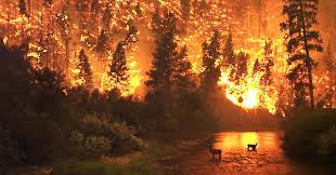 Wildfires in bc threaten homes, trigger evacuations in kamloops, castlegar. Forestry Experts Warn British Columbia Faces High Risk Of Massive Wildfires Due To Climate Change