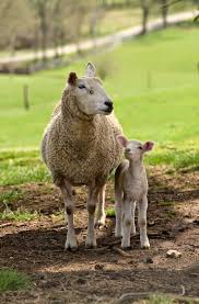 Punkin S Patch Lamb Camp Happy Animals Animals Farm Animal Paintings