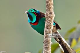 Black Bird With Two Long Tail Feathers The Splendid Astrapia Astrapia Splendidissima Is A Medium Sized Approximately 39 Cm Long Black Bird Of Paradise With An I Bird Birds Of Paradise Black Bird