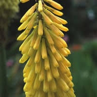 Image result for Kniphofia princeae