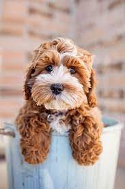 Maybe you would like to learn more about one of these? Pin By Cary Moran On Dog Love Cavapoo Puppies Cockapoo Puppies Cute Animals