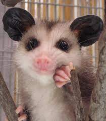 Pin This Now And Click Opossumslive Com Awesome Possum Baby Possum Animal Pictures Animals Wild Baby Animals Cute Anima Animals Cute Animals Baby Animals