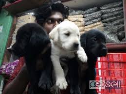 Thinking of getting a labrador puppy? Labrador Puppy For Sale At Coimbatore Coimbatore Free Classifieds