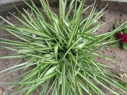 Image result for Chlorophytum krookianum