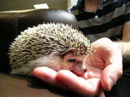 Hedgehog Food Some Delectable Treats For Your Pet Hedgehog Pet Hedgehog Food Your Pet