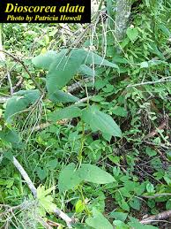 Image result for Dioscorea alata