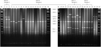 Today's exchange rate (4.9256) is lower compared to yesterday's rate (4.9257). Frontiers Characterization Of Vim 1 Producing E Coli Isolated From A German Fattening Pig Farm By An Improved Isolation Procedure Microbiology