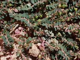 Image result for Euphorbia serpens