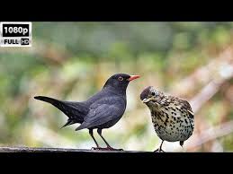 Karatavuk Ve Oter Ardic Avi Aksamustu Bek Avi Kircali Cikla Blackbird And Thrush Bird Hunting Hd Youtube