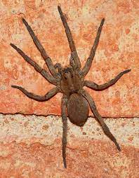 Wolf Spider Hogna Carolinensis Bugguide Net Wolf Spider Spider Pet Spider