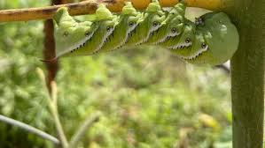 Those are the larvae of a beneficial wasp. Nature News Tobacco Hornworm Caterpillars Can Wreak Havoc On Tomatoes