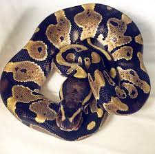 2017 Ball Python Normal Bhb Reptiles Ball Python Pet Baby Ball Python Ball Python Morphs