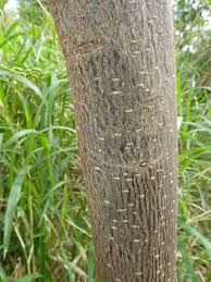 Image result for Gliricidia sepium