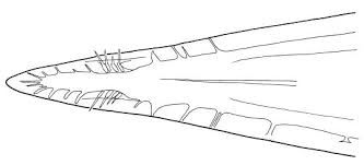 Image result for Oxyanthus zanguebaricus