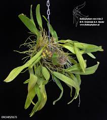 Image result for Polystachya galeata